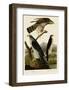Goshawk and Stanley Hawk-John James Audubon-Framed Giclee Print