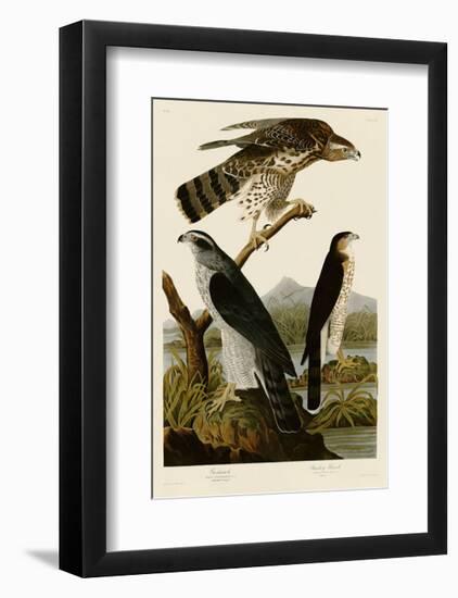 Goshawk and Stanley Hawk-John James Audubon-Framed Giclee Print