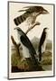 Goshawk and Stanley Hawk-John James Audubon-Mounted Giclee Print