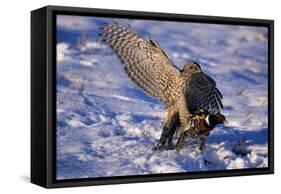 Goshawk Catching Prey-W. Perry Conway-Framed Stretched Canvas