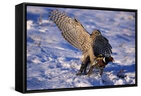 Goshawk Catching Prey-W. Perry Conway-Framed Stretched Canvas