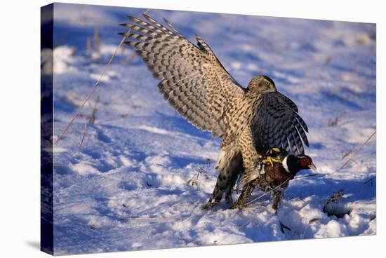 Goshawk Catching Prey-W. Perry Conway-Stretched Canvas