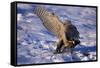 Goshawk Catching Prey-W. Perry Conway-Framed Stretched Canvas