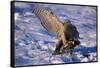 Goshawk Catching Prey-W. Perry Conway-Framed Stretched Canvas