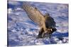 Goshawk Catching Prey-W. Perry Conway-Stretched Canvas