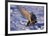 Goshawk Catching Prey-W. Perry Conway-Framed Photographic Print