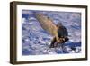 Goshawk Catching Prey-W. Perry Conway-Framed Photographic Print