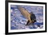 Goshawk Catching Prey-W. Perry Conway-Framed Photographic Print