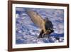 Goshawk Catching Prey-W. Perry Conway-Framed Photographic Print