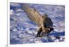 Goshawk Catching Prey-W. Perry Conway-Framed Photographic Print