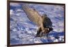 Goshawk Catching Prey-W. Perry Conway-Framed Photographic Print