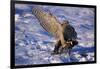 Goshawk Catching Prey-W. Perry Conway-Framed Photographic Print