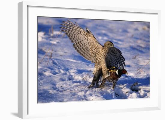 Goshawk Catching Prey-W. Perry Conway-Framed Photographic Print