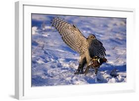 Goshawk Catching Prey-W. Perry Conway-Framed Photographic Print