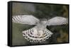 Goshawk flying in snow, Mainua Kajaani, Finland-Markus Varesvuo-Framed Stretched Canvas