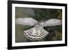 Goshawk flying in snow, Mainua Kajaani, Finland-Markus Varesvuo-Framed Photographic Print