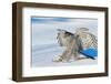 Goshawk landing in snow, Mainua Kajaani, Finland-Markus Varesvuo-Framed Photographic Print