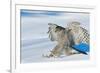 Goshawk landing in snow, Mainua Kajaani, Finland-Markus Varesvuo-Framed Photographic Print