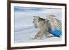 Goshawk landing in snow, Mainua Kajaani, Finland-Markus Varesvuo-Framed Photographic Print