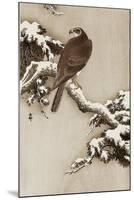 Goshawk on a Snow Covered Pine Branch-Koson Ohara-Mounted Giclee Print