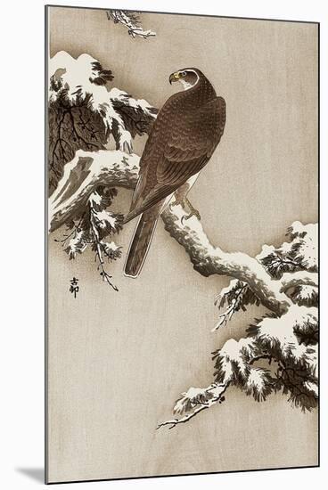 Goshawk on a Snow Covered Pine Branch-Koson Ohara-Mounted Giclee Print