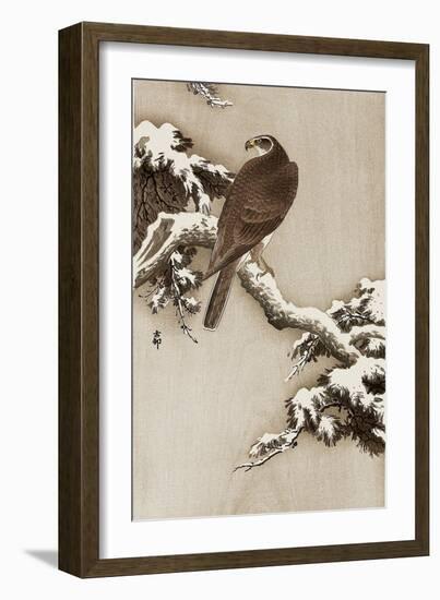 Goshawk on a Snow Covered Pine Branch-Koson Ohara-Framed Giclee Print