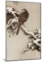 Goshawk on a Snow Covered Pine Branch-Koson Ohara-Mounted Giclee Print