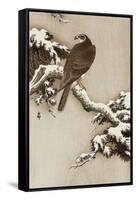 Goshawk on a Snow Covered Pine Branch-Koson Ohara-Framed Stretched Canvas