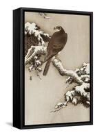 Goshawk on a Snow Covered Pine Branch-Koson Ohara-Framed Stretched Canvas