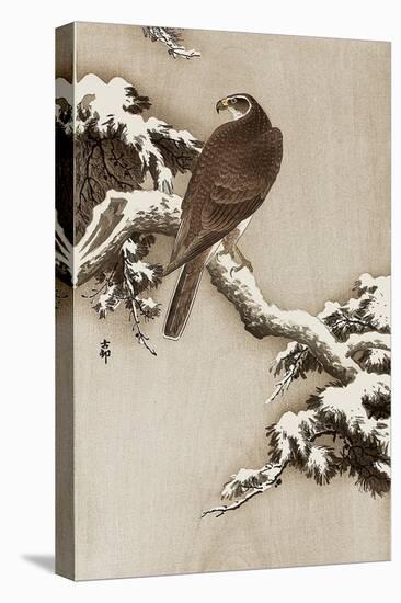 Goshawk on a Snow Covered Pine Branch-Koson Ohara-Stretched Canvas