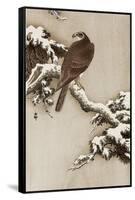 Goshawk on a Snow Covered Pine Branch-Koson Ohara-Framed Stretched Canvas