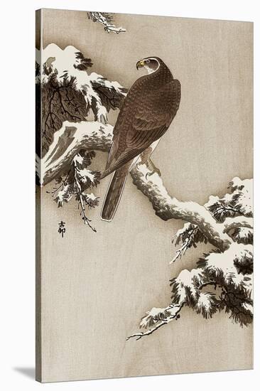 Goshawk on a Snow Covered Pine Branch-Koson Ohara-Stretched Canvas