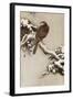 Goshawk on a Snow Covered Pine Branch-Koson Ohara-Framed Giclee Print