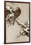 Goshawk on a Snow Covered Pine Branch-Koson Ohara-Framed Giclee Print