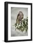 Goshawk Sitting Oh the Spruce Branch with Snow Flake during Winter. Wildlife Scene from Snowy Natur-Ondrej Prosicky-Framed Photographic Print