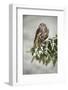 Goshawk Sitting Oh the Spruce Branch with Snow Flake during Winter. Wildlife Scene from Snowy Natur-Ondrej Prosicky-Framed Photographic Print