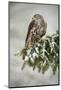 Goshawk Sitting Oh the Spruce Branch with Snow Flake during Winter. Wildlife Scene from Snowy Natur-Ondrej Prosicky-Mounted Photographic Print