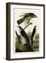 Goshawk Stanley Hawk-null-Framed Giclee Print