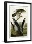 Goshawk Stanley Hawk-null-Framed Giclee Print