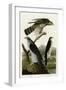 Goshawk Stanley Hawk-null-Framed Giclee Print