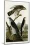 Goshawk Stanley Hawk-null-Mounted Giclee Print