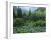 Goshute Canyon, Nevada. Riparian Vegetation in Canyon of Goshute Creek-Scott T. Smith-Framed Photographic Print