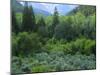 Goshute Canyon, Nevada. Riparian Vegetation in Canyon of Goshute Creek-Scott T. Smith-Mounted Photographic Print