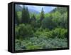 Goshute Canyon, Nevada. Riparian Vegetation in Canyon of Goshute Creek-Scott T. Smith-Framed Stretched Canvas