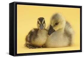 Gosling and Duckling Together on Yellow Background-Mark Taylor-Framed Stretched Canvas