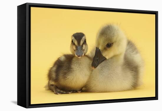 Gosling and Duckling Together on Yellow Background-Mark Taylor-Framed Stretched Canvas