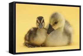 Gosling and Duckling Together on Yellow Background-Mark Taylor-Framed Stretched Canvas