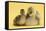 Gosling and Duckling Together on Yellow Background-Mark Taylor-Framed Stretched Canvas