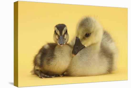 Gosling and Duckling Together on Yellow Background-Mark Taylor-Stretched Canvas