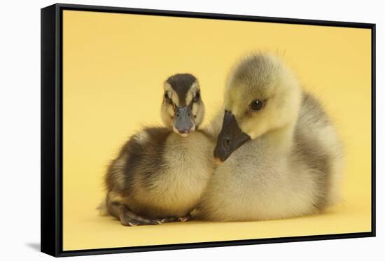 Gosling and Duckling Together on Yellow Background-Mark Taylor-Framed Stretched Canvas